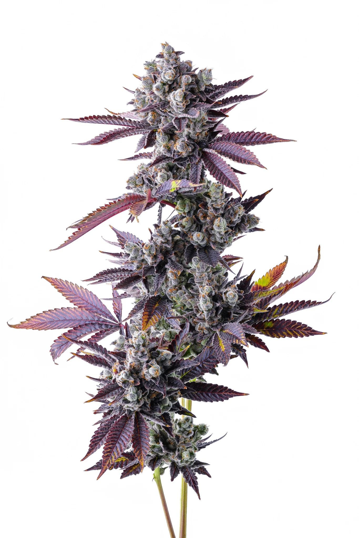 Toasted Strudel - Image 2